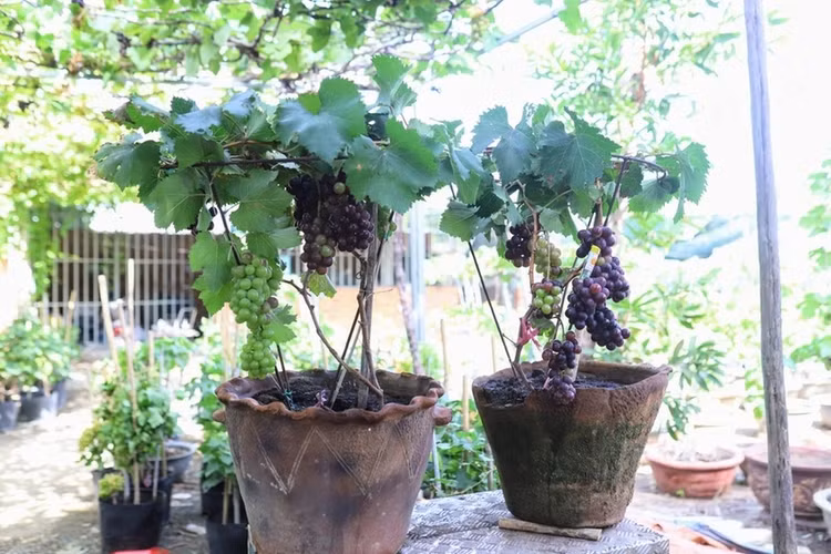 Loat bonsai chi chit qua khien dan choi me man-Hinh-9