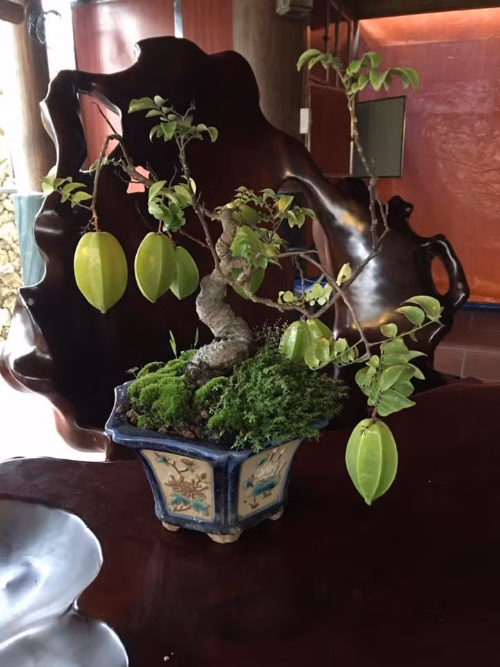 Loat bonsai chi chit qua khien dan choi me man-Hinh-7