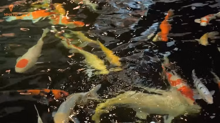 “Nga mu” sieu biet thu “khong ban ve tien” cua dai gia Da Nang-Hinh-6