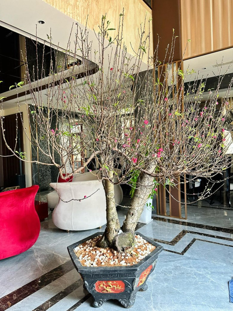 Can canh biet thu 300 ty xa hoa cua danh hai Viet Huong-Hinh-11