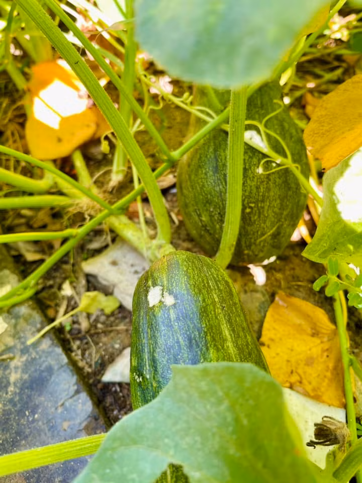 Man nhan vuon rau xanh muot mat cua me ruot Ha Ho-Hinh-5