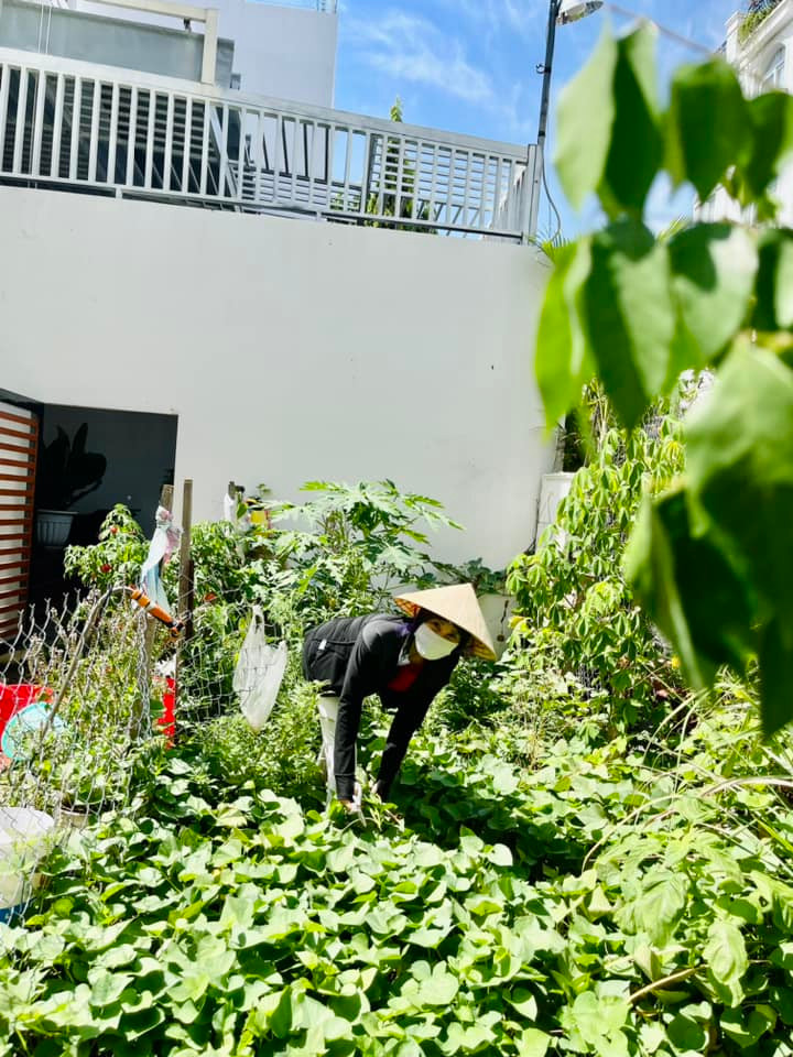 Man nhan vuon rau xanh muot mat cua me ruot Ha Ho-Hinh-2