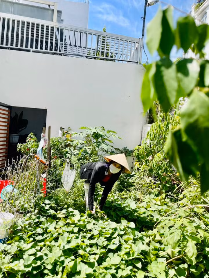 Man nhan vuon rau xanh muot mat cua me ruot Ha Ho-Hinh-2