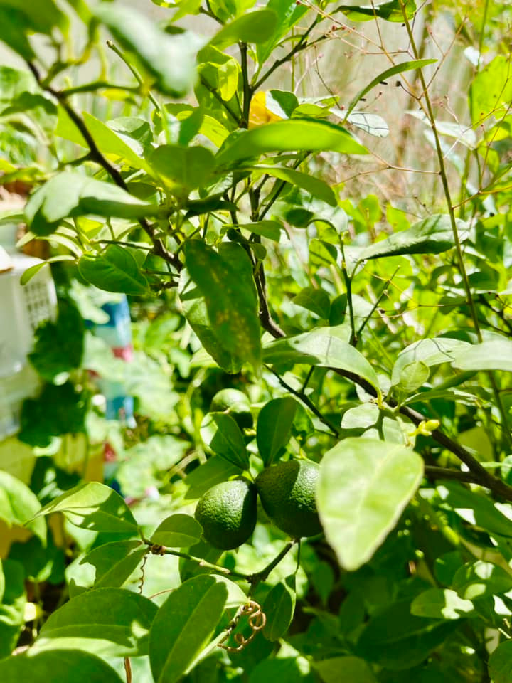 Man nhan vuon rau xanh muot mat cua me ruot Ha Ho-Hinh-3