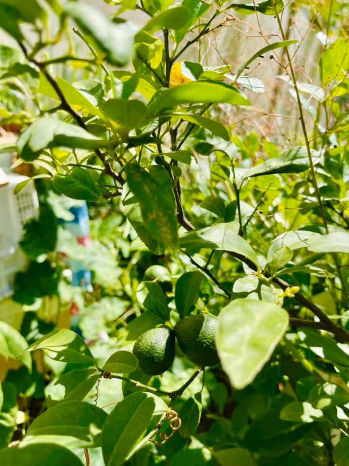 Man nhan vuon rau xanh muot mat cua me ruot Ha Ho-Hinh-3