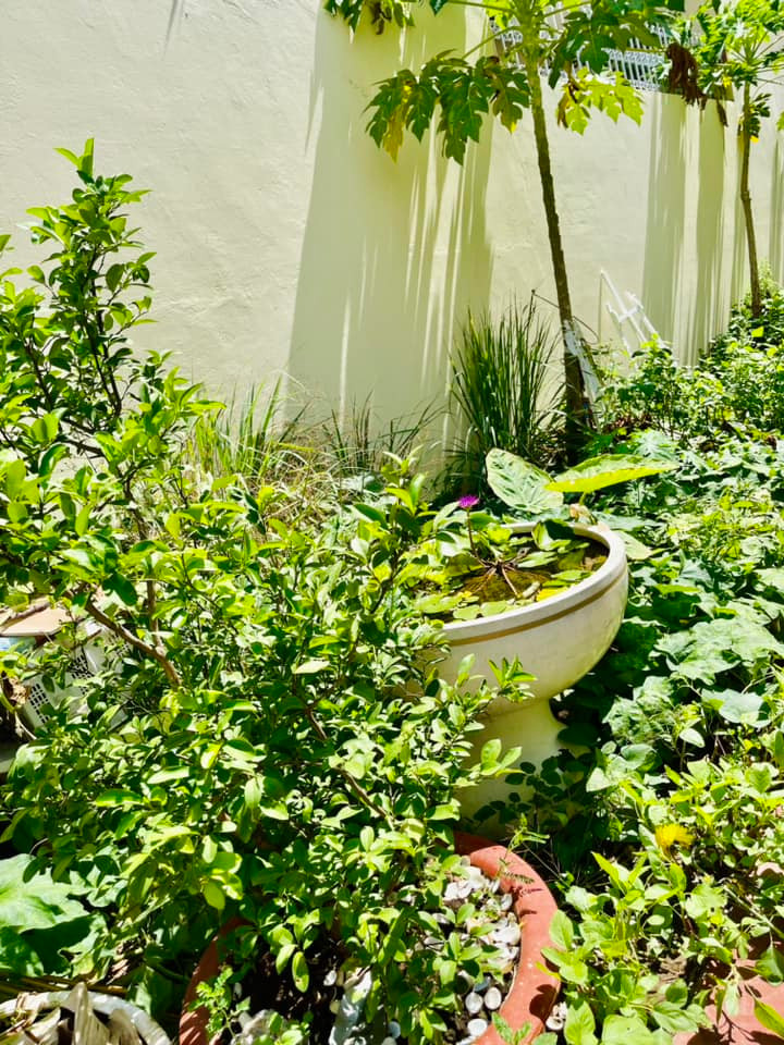 Man nhan vuon rau xanh muot mat cua me ruot Ha Ho-Hinh-4