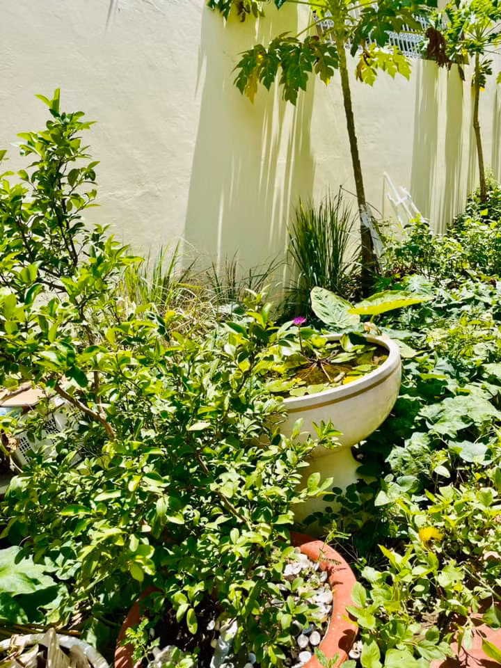 Man nhan vuon rau xanh muot mat cua me ruot Ha Ho-Hinh-4