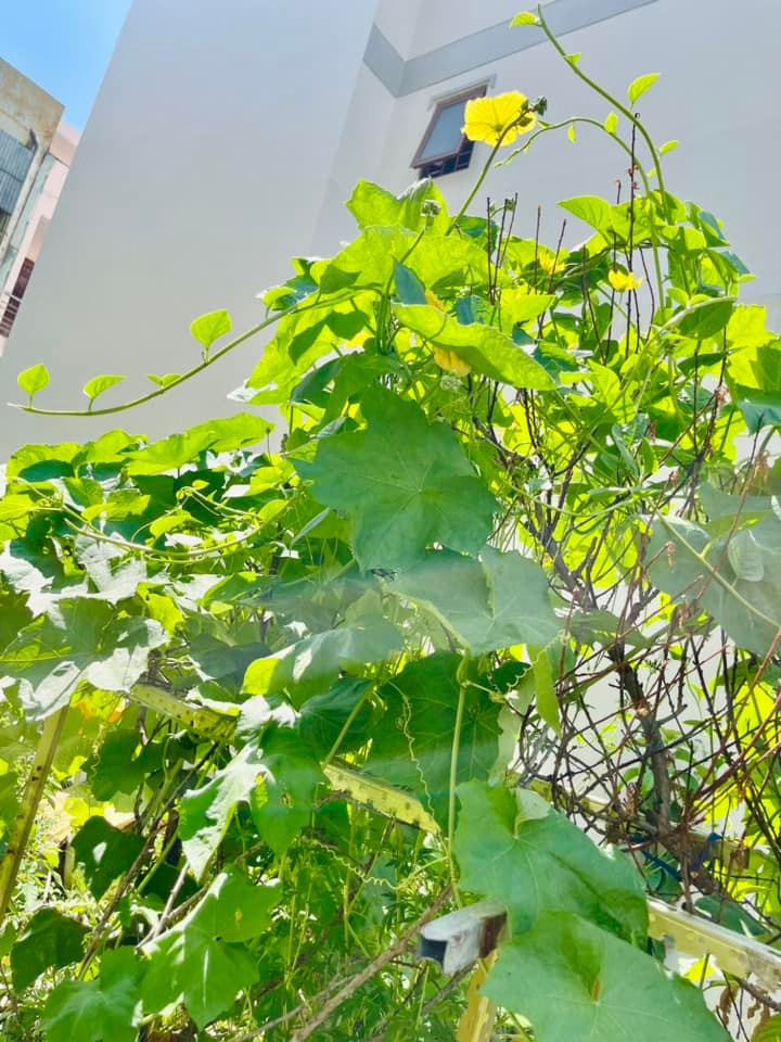 Man nhan vuon rau xanh muot mat cua me ruot Ha Ho-Hinh-6