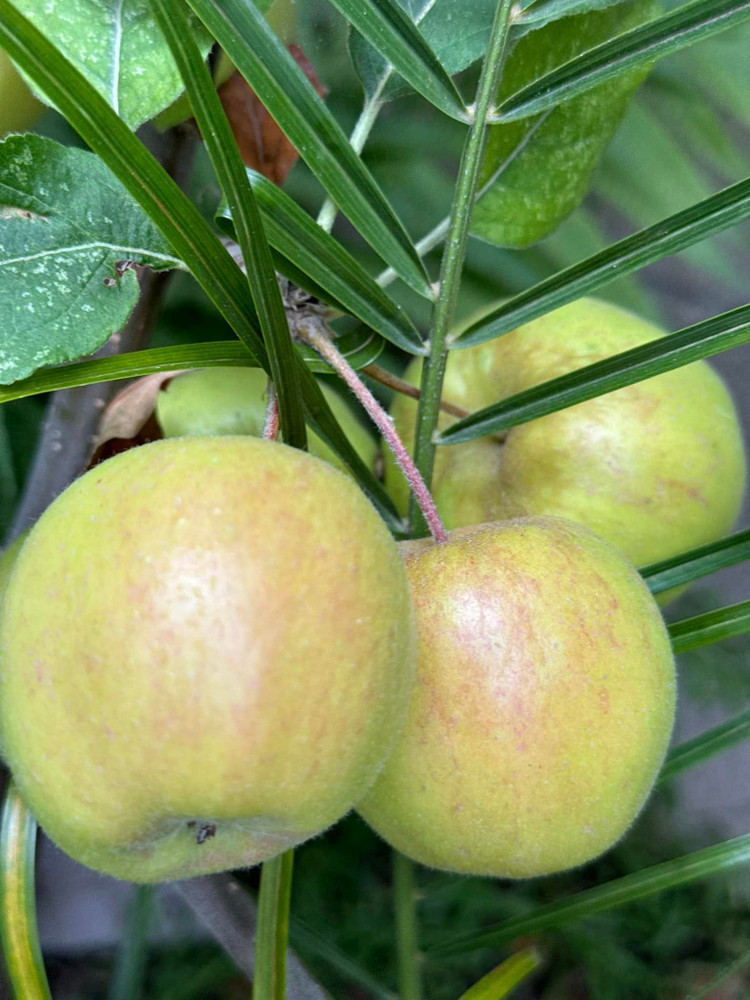 Co ngoi rong rai ngap rau trai cua “em gai Ha Tang” tai My-Hinh-10