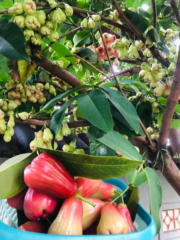 Choang ngop co ngoi ngap hoa trai cua Vy Oanh tai Da Lat-Hinh-5