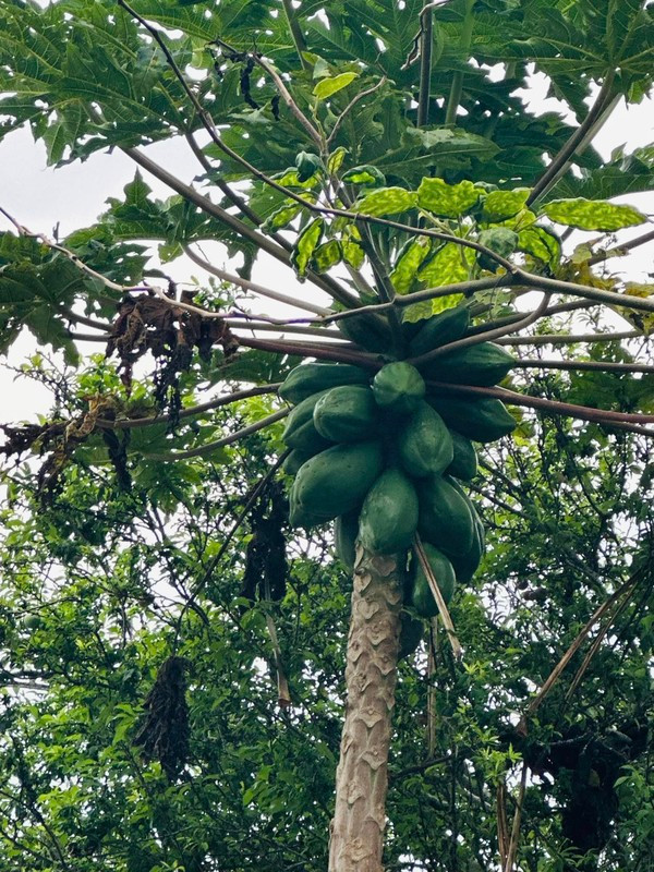 Choang ngop co ngoi ngap hoa trai cua Vy Oanh tai Da Lat-Hinh-7