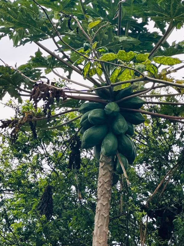 Choang ngop co ngoi ngap hoa trai cua Vy Oanh tai Da Lat-Hinh-7