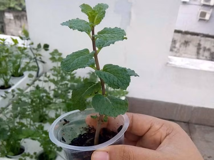 Man nhan loat bonsai rau cu qua dep den “ngan ngo”-Hinh-5