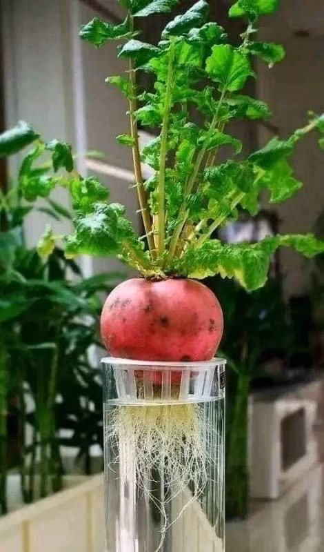 Man nhan loat bonsai rau cu qua dep den “ngan ngo”-Hinh-6