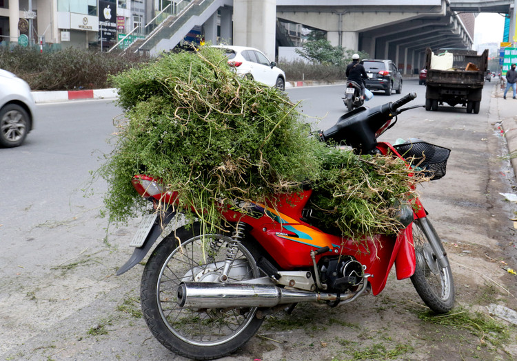 Tam nuoc la mui gia, mot phong tuc dep ngay Tet