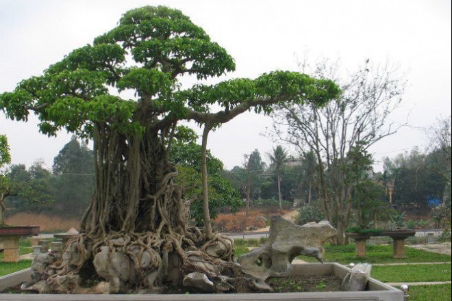 Sieu cay cua dai gia Viet dinh dam tren bao My dat co nao?-Hinh-3