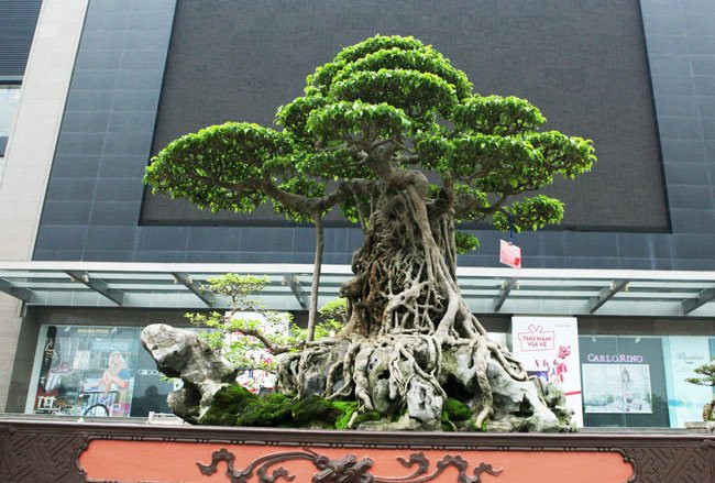 Sieu cay cua dai gia Viet dinh dam tren bao My dat co nao?-Hinh-6