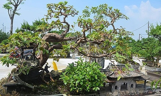 Oi dao the song hoanh dai gia chi tien ty van khong the co-Hinh-4