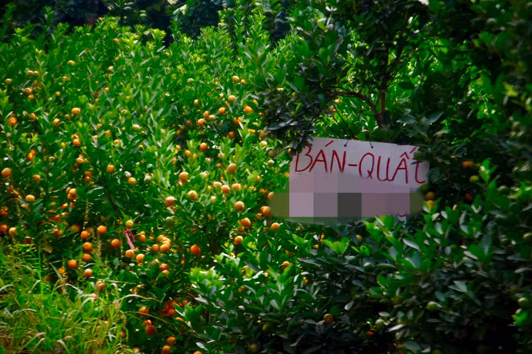 Loat quat canh doc la hua hen “len ngoi” dip Tet Giap Thin 2024-Hinh-10