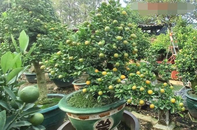 Loat quat canh doc la hua hen “len ngoi” dip Tet Giap Thin 2024-Hinh-5