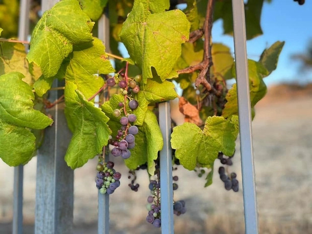 Ngam biet thu 1.500m2 ruc sac hoa cua vo cu Dan Truong-Hinh-12