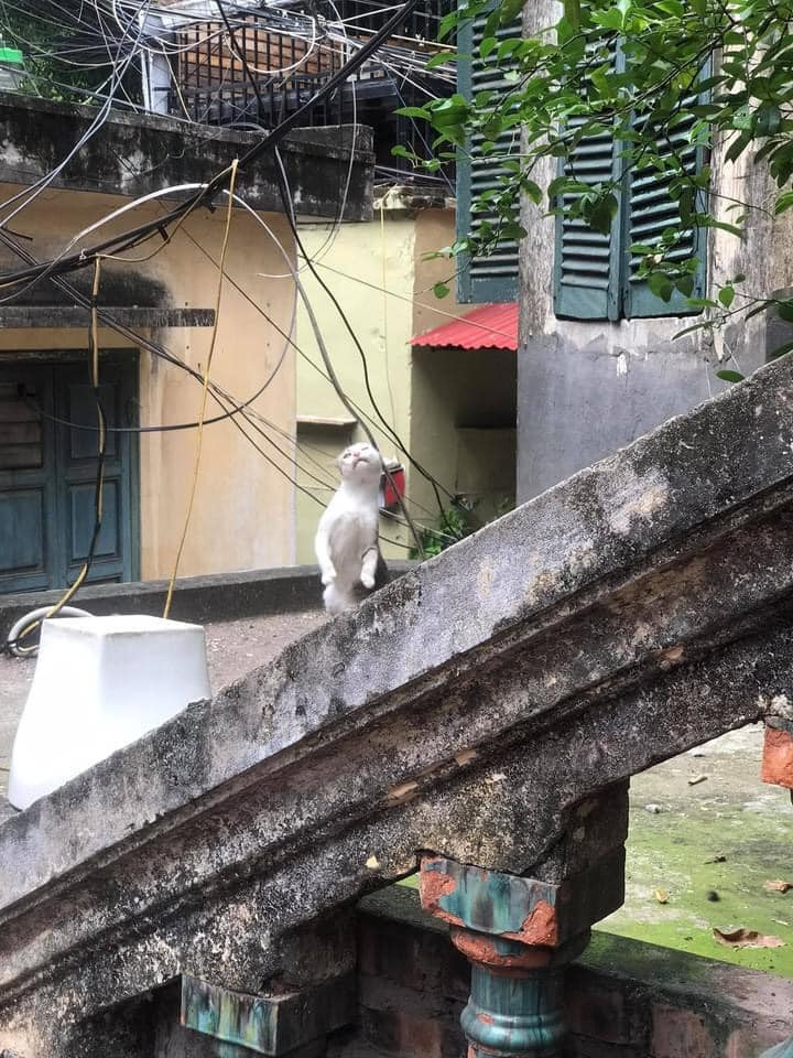 To mo biet thu tram tuoi duoc menh danh dep nhat Ha Noi-Hinh-7