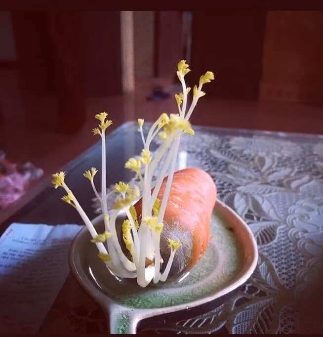 Loat bonsai tuyet dep tu rau gia vi dep ngan ngo-Hinh-10