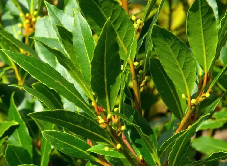 Nhung dieu chua biet ve loai la Viet sang My 2 trieu dong/kg-Hinh-2