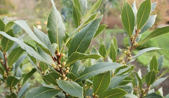 Nhung dieu chua biet ve loai la Viet sang My 2 trieu dong/kg