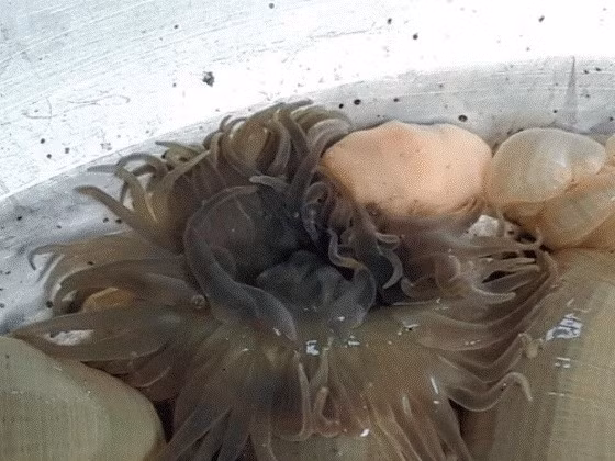 Muc so thi “than duoc quy ong” gia tien trieu van chay hang-Hinh-6