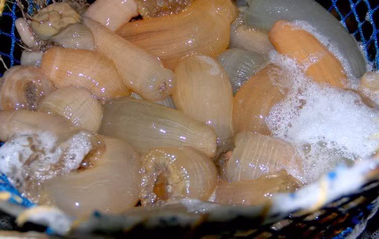 Muc so thi “than duoc quy ong” gia tien trieu van chay hang