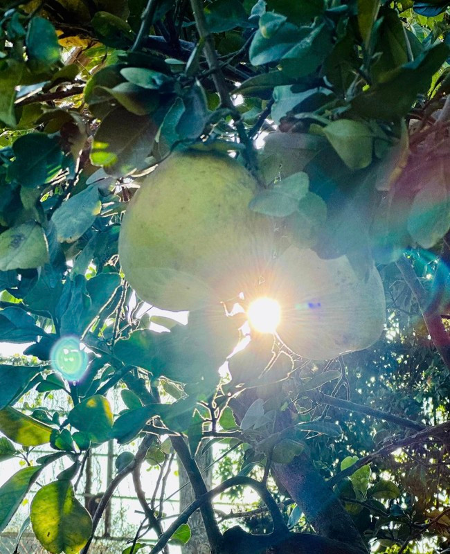 Xuyt xoa khu vuon “thang canh co bay” ngap hoa trai cua My Tam-Hinh-6