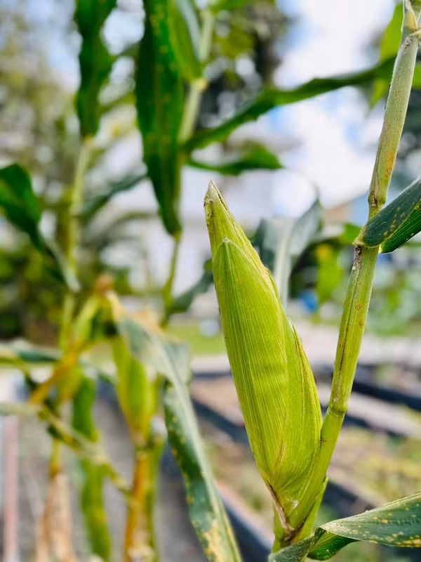 Xuyt xoa khu vuon “thang canh co bay” ngap hoa trai cua My Tam-Hinh-9