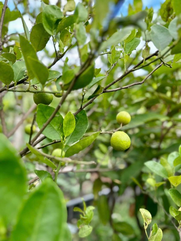 Xuyt xoa khu vuon “thang canh co bay” ngap hoa trai cua My Tam-Hinh-8