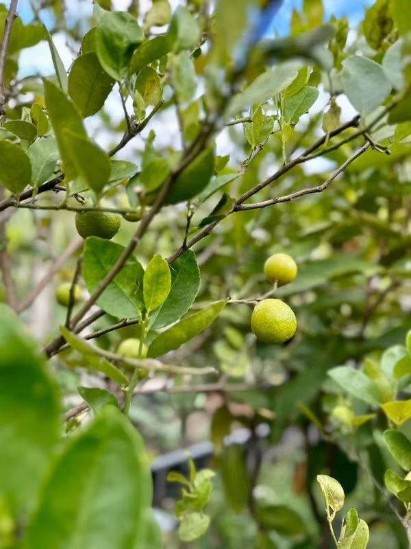 Xuyt xoa khu vuon “thang canh co bay” ngap hoa trai cua My Tam-Hinh-8