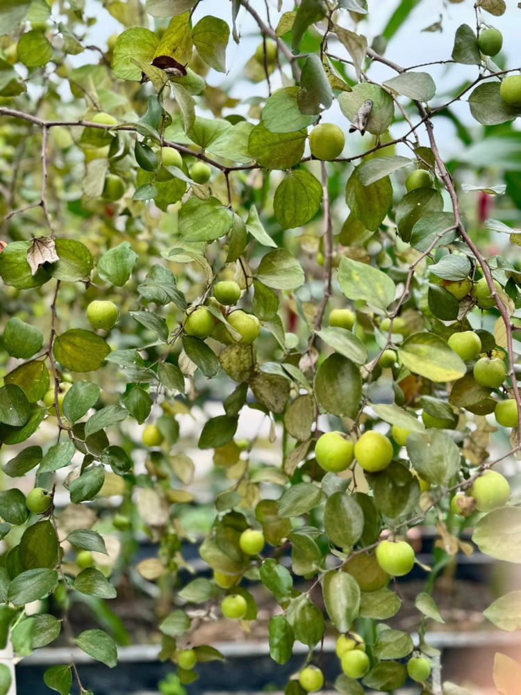 Xuyt xoa khu vuon “thang canh co bay” ngap hoa trai cua My Tam-Hinh-4