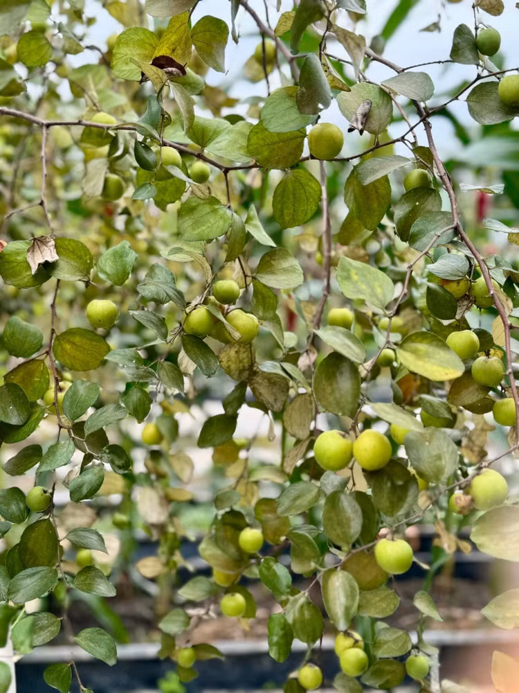 Xuyt xoa khu vuon “thang canh co bay” ngap hoa trai cua My Tam-Hinh-4