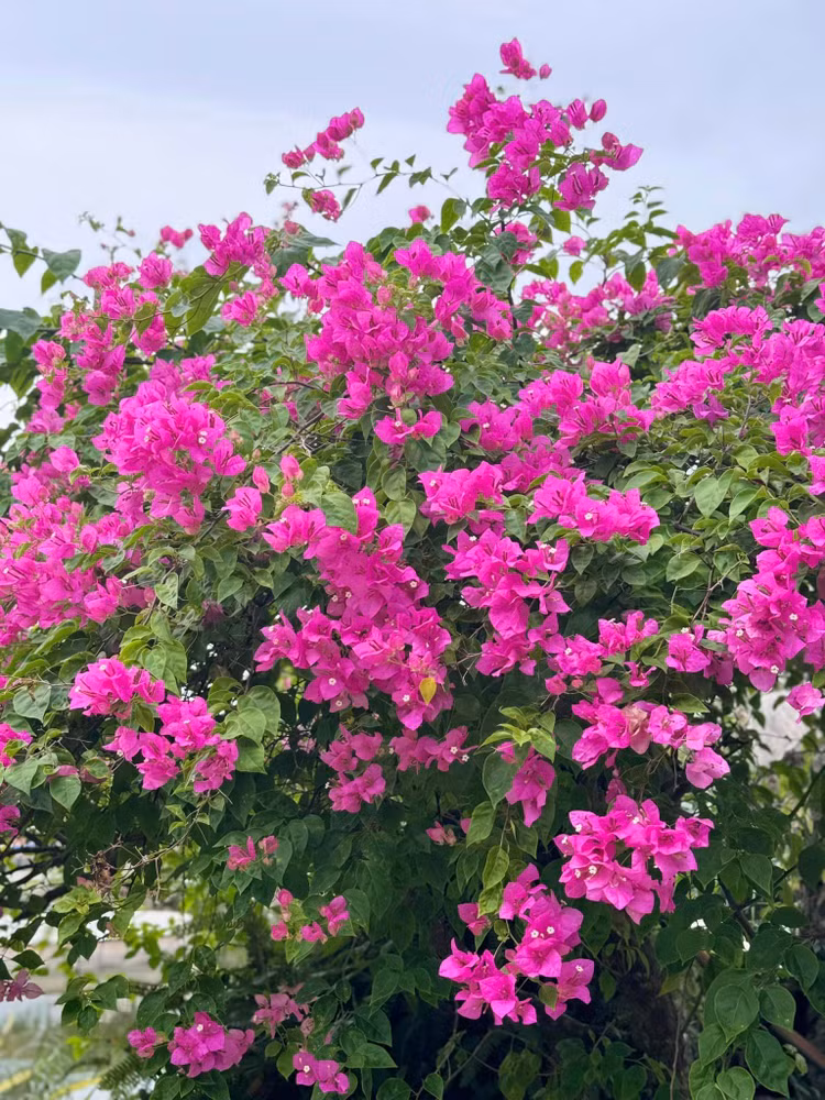 Xuyt xoa khu vuon “thang canh co bay” ngap hoa trai cua My Tam