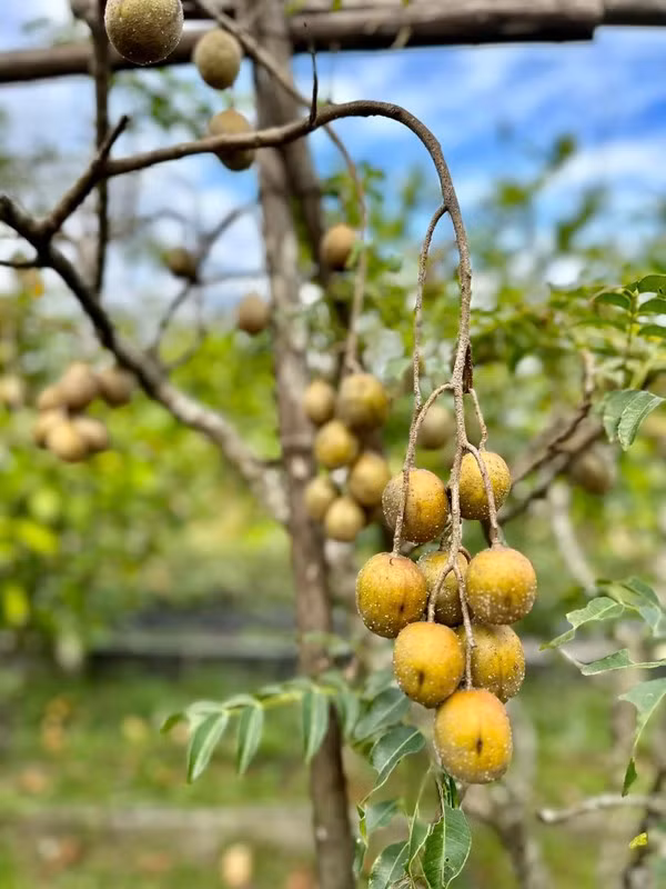 Xuyt xoa khu vuon “thang canh co bay” ngap hoa trai cua My Tam-Hinh-7