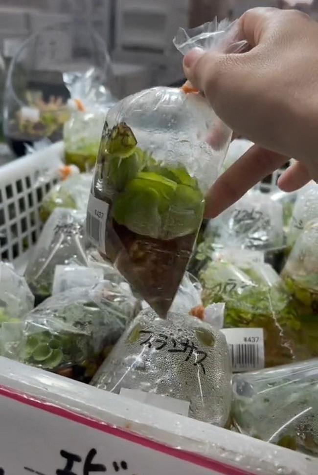 5 thu bo di o Viet Nam, dat “khung khiep” o nuoc ngoai-Hinh-10