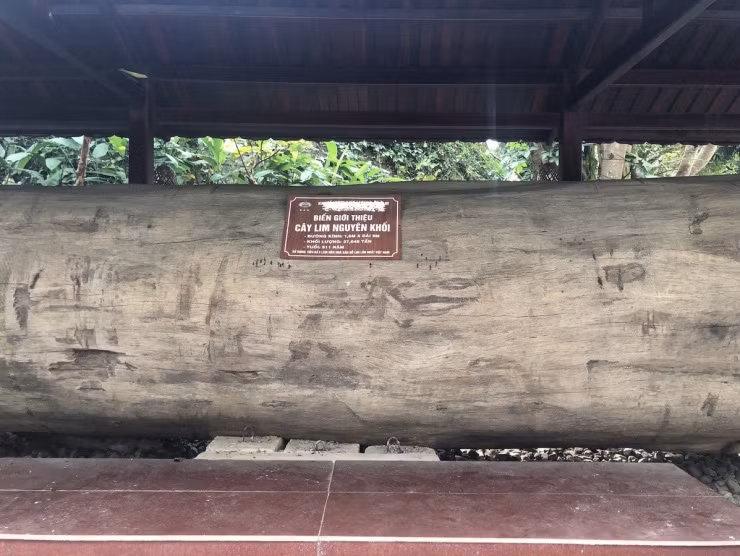 Can canh nha san go lim 200 ty lon nhat Viet Nam-Hinh-13