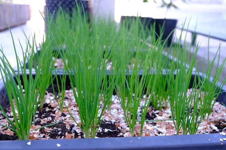 4 thu tuong bo di, khong ngo la “mo vang”-Hinh-9