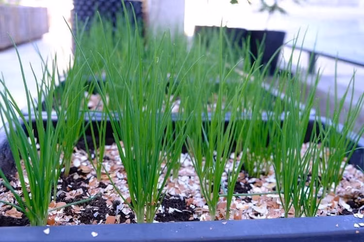 4 thu tuong bo di, khong ngo la “mo vang”-Hinh-9