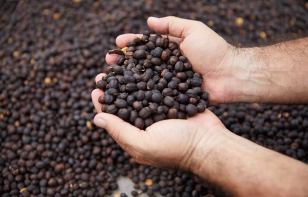 5 loai ca phe dat den “bang hoang” van duoc san lung-Hinh-5