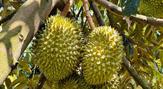 3 loai trai cay gay sot thi truong Viet nam 2023-Hinh-13