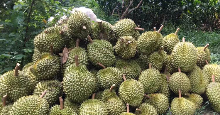 3 loai trai cay gay sot thi truong Viet nam 2023-Hinh-12