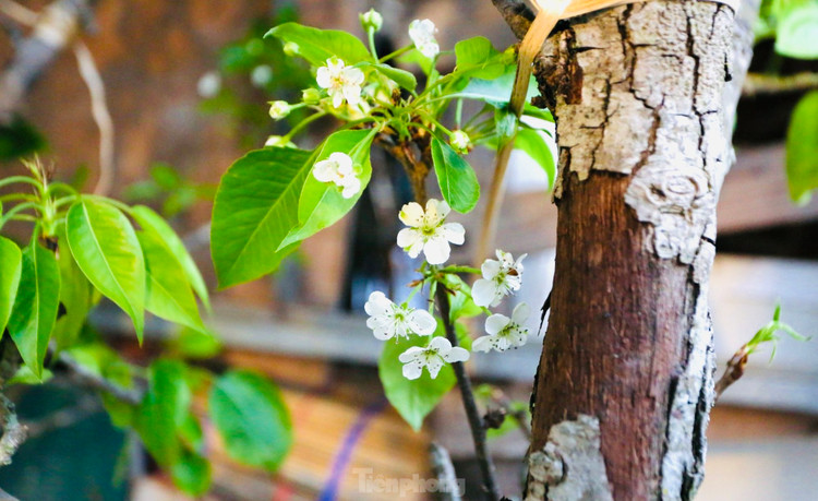 Chua Tet, nguoi Ha Noi chi tien trieu choi hoa le, man rung-Hinh-9
