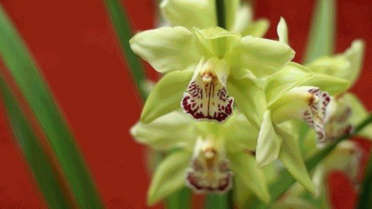 10 loài hoa đắt nhất hành tinh, có tiền cũng không mua được - Hình 5 10 loai hoa dat nhat hanh tinh, co tien cung khong mua duoc-Hinh-5