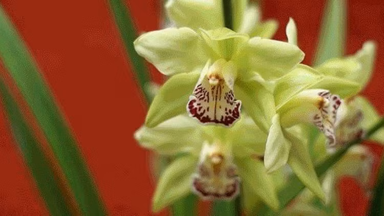 10 loai hoa dat nhat hanh tinh, co tien cung khong mua duoc-Hinh-5