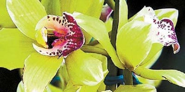 10 loài hoa đắt nhất hành tinh, có tiền cũng không mua được - Hình 4 10 loai hoa dat nhat hanh tinh, co tien cung khong mua duoc-Hinh-4